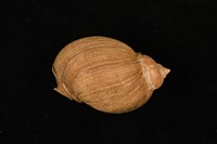 藏品(峨螺)的圖片